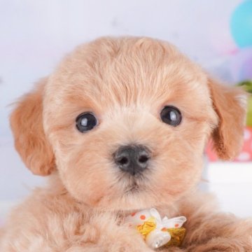 マルプー(マルチーズ×トイプードル)【千葉県・男の子・2025年8月8日・アプリコット】の写真「🐶6組様限定！10/11子犬のお世話体験会開催✨」