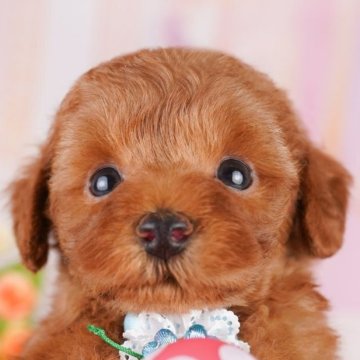 トイプードル(トイ)【千葉県・男の子・2025年4月14日・レッド】の写真「大好評につき追加開催🎐8/17限定🐶お世話体験」