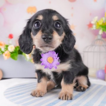 カニンヘンダックスフンド(ロング)【千葉県・女の子・2025年1月19日・ブラック&イエロー】の写真「ワクチン等ｺﾐの総額表示での価格になります🤗」