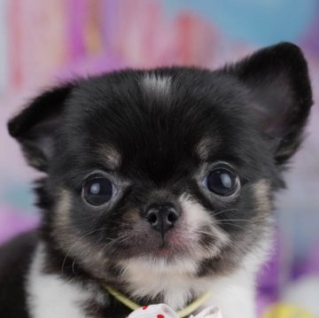 チワワ(ロング)【千葉県・女の子・2025年9月30日・ブラックタン&ホワイト】の写真「🐶11月29日（土）子犬のお世話体験会を開催🌟」