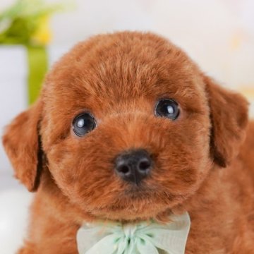 トイプードル(トイ)【千葉県・男の子・2025年3月1日・レッド】の写真「GWも毎日営業🐶🌸」