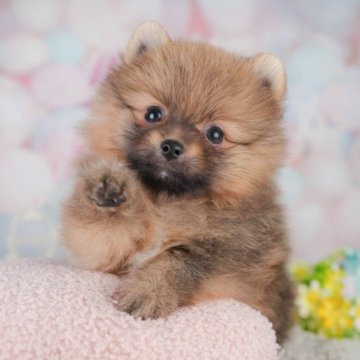 ポメラニアン【千葉県・男の子・2025年4月12日・オレンジ】の写真「当日見学申し込みOK🐶🌈」