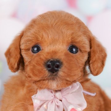 トイプードル(トイ)【千葉県・男の子・2025年3月12日・レッド】の写真「当日見学申し込みOK🐶🌈」