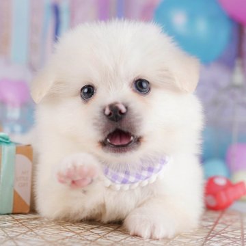 ミックス(ペキニーズ×ポメラニアン)【千葉県・男の子・2025年7月21日・クリーム】の写真「9/23 🐶子犬お世話体験会開催✨」