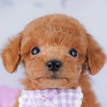 トイプードル(トイ)【千葉県・男の子・2025年7月19日・レッド】の写真「9/15・9/23 🐶子犬お世話体験会開催✨」