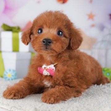 トイプードル(トイ)【千葉県・男の子・2025年9月25日・レッド】の写真「全頭健康診断チェック済み！安心してお迎えできます✨」