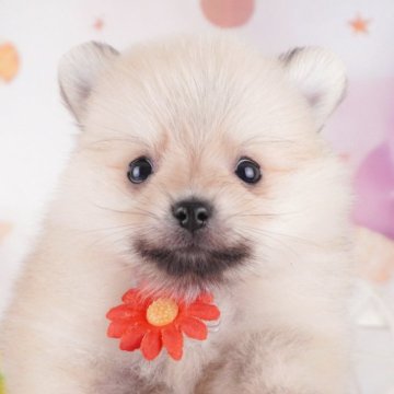 ポメラニアン【千葉県・男の子・2025年1月15日・オレンジ】の写真「当日見学申し込みOK🐶🌈」