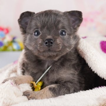 チワワ(ロング)【千葉県・男の子・2025年4月2日・ブルータン】の写真「当日見学申し込みOK🐶🌈」