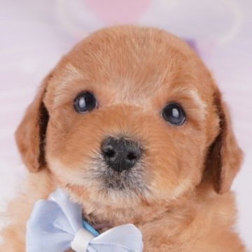 トイプードル(トイ)【千葉県・男の子・2025年1月14日・レッド】の写真「GWも毎日営業🐶🌸」