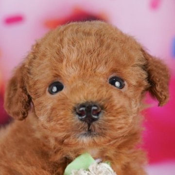 トイプードル(トイ)【千葉県・男の子・2025年9月2日・レッド】の写真「全頭健康診断チェック済み！安心してお迎えできます✨」