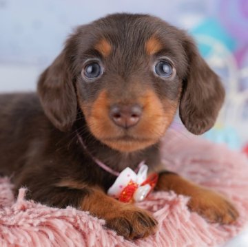 カニンヘンダックスフンド(ロング)【千葉県・女の子・2025年8月20日・チョコレート&タン】の写真「🐶6組様限定！10/11子犬のお世話体験会開催✨」