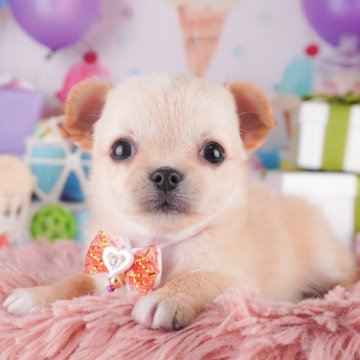 チワワ(ロング)【千葉県・女の子・2025年8月6日・クリーム&ホワイト】の写真「9/15・9/23 🐶子犬お世話体験会開催✨」