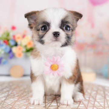 チワワ(ロング)【千葉県・女の子・2025年1月25日・フォーン&ホワイト】の写真「ワクチン等ｺﾐの総額表示での価格になります🤗」