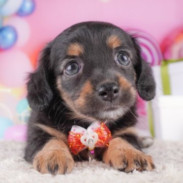 チワックス(チワワ×ダックスフンド)【千葉県・女の子・2025年8月11日・ブラック&タン】の写真「🐶6組様限定！10/11子犬のお世話体験会開催✨」