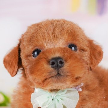 トイプードル(トイ)【千葉県・男の子・2024年12月21日・レッド】の写真「GWも毎日営業🐶🌸」