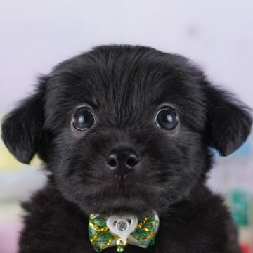 チワプー(チワワ×トイプードル)【千葉県・男の子・2025年9月30日・ブラック】の写真「🐶11月29日（土）子犬のお世話体験会を開催🌟」