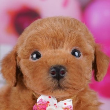 トイプードル(トイ)【千葉県・男の子・2025年9月22日・レッド】の写真「全頭健康診断チェック済み！安心してお迎えできます✨」