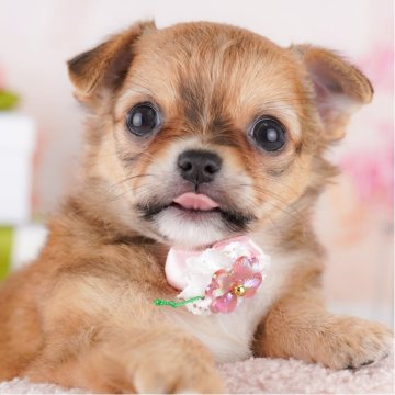 チワワ(ロング)【千葉県・女の子・2025年4月5日・レッド&ホワイト】の写真「🐶総額表示！当日見学申し込みOK 🌈」
