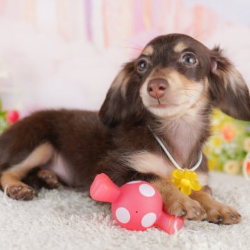 カニンヘンダックスフンド(ロング)【千葉県・女の子・2025年2月11日・チョコレート&タン】の写真「【18日開催】予約殺到の相談会ご予約お早めに🌟」