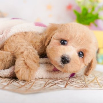 トイプードル(トイ)【千葉県・女の子・2025年3月20日・アプリコット】の写真「GWも毎日営業🐶🌸」