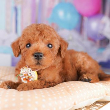 トイプードル(トイ)【千葉県・男の子・2025年7月9日・レッド】の写真「🎐8/30限定🐶お世話体験会開催🍉」