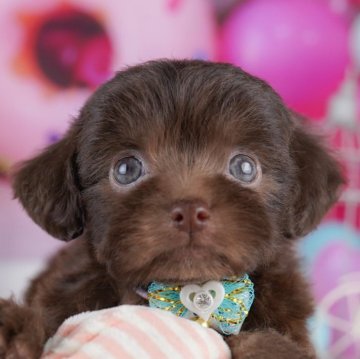 チワプー(チワワ×トイプードル)【千葉県・女の子・2025年9月2日・ブラウン】の写真「全頭健康診断チェック済み！安心してお迎えできます✨」