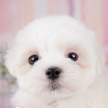 マルチーズ【千葉県・男の子・2025年5月23日・ホワイト】の写真「🎐8/30限定🐶お世話体験会開催🍉」
