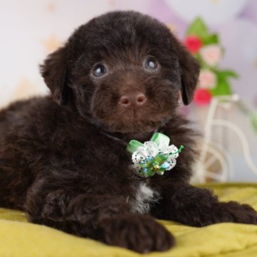 トイプードル(トイ)【千葉県・男の子・2025年4月4日・ブラウン】の写真「🐶総額表示！当日見学申し込みOK 🌈」