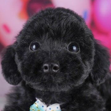 トイプードル(トイ)【千葉県・男の子・2025年8月19日・ブラック】の写真「📢11/3(祝)🐶子犬のお世話体験会開催!!✨」