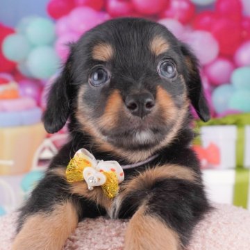 チワックス(チワワ×ダックスフンド)【千葉県・男の子・2025年8月11日・ブラック&タン】の写真「🐶6組様限定！10/11子犬のお世話体験会開催✨」