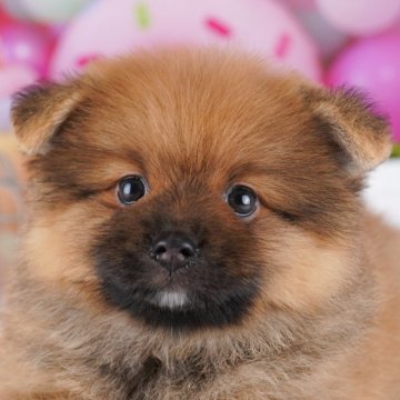 ポメラニアン【千葉県・男の子・2025年9月12日・オレンジ】の写真「📢11/3(祝)🐶子犬のお世話体験会開催!!✨」