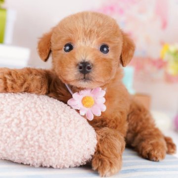 トイプードル(トイ)【千葉県・男の子・2025年1月30日・レッド】の写真「プードル掲載数🐶千葉県No.1✨」