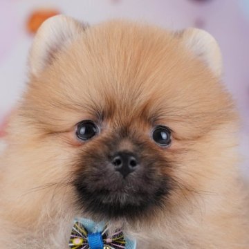 ポメラニアン【千葉県・男の子・2025年9月30日・オレンジ】の写真「全頭健康診断チェック済み！安心してお迎えできます✨」