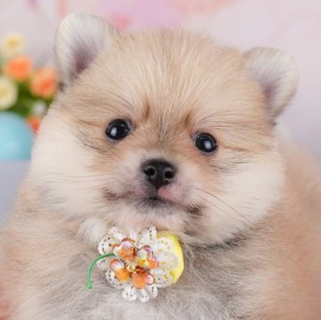 ポメラニアン【千葉県・男の子・2025年7月6日・オレンジ】の写真「🎐8/30限定🐶お世話体験会開催🍉」
