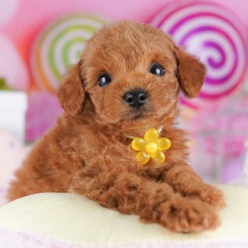 トイプードル(トイ)【千葉県・男の子・2025年9月2日・レッド】の写真「10/19(日)🐶子犬のお世話体験会開催!!」