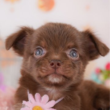 チワワ(ロング)【千葉県・男の子・2024年12月18日・チョコレートタン】の写真「2024年ブリーダーアワード全国チワワ１位受賞🏆」