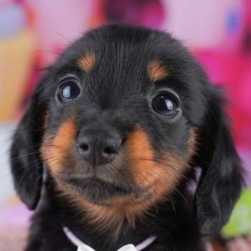 カニンヘンダックスフンド(ロング)【千葉県・男の子・2025年8月20日・ブラック&タン】の写真「📢11/3(祝)🐶子犬のお世話体験会開催!!✨」