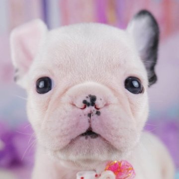 フレンチブルドッグ【千葉県・男の子・2025年10月6日・パイド】の写真「全頭健康診断チェック済み！安心してお迎えできます✨」