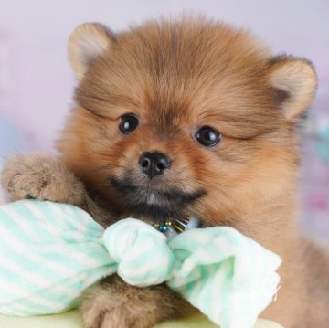 ポメラニアン【千葉県・男の子・2025年10月9日・オレンジ】の写真「11/29🐶✨子犬のお世話体験会🌸開催！」