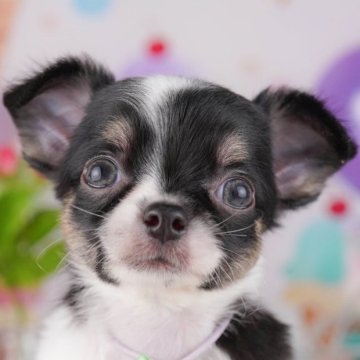 チワワ(ロング)【千葉県・男の子・2025年7月21日・ブラックタン&ホワイト】の写真「9/23 🐶子犬お世話体験会開催✨」