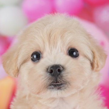 マルプー(マルチーズ×トイプードル)【千葉県・女の子・2025年9月26日・アプリコット】の写真「全頭健康診断チェック済み！安心してお迎えできます✨」