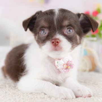 チワワ(ロング)【千葉県・女の子・2025年4月3日・チョコレート&ホワイト】の写真「🐶総額表示！当日見学申し込みOK 🌈」