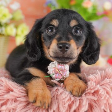 チワックス(チワワ×ダックスフンド)【千葉県・女の子・2025年7月13日・ブラック&タン】の写真「10/11🐶6組限定🌟お世話体験会開催！」