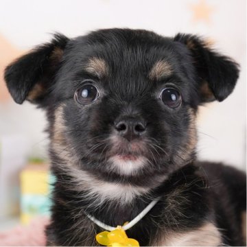 チワワ(ロング)【千葉県・女の子・2025年3月7日・ブラックタン&ホワイト】の写真「GWも毎日営業🐶🌸」