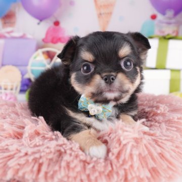 チワワ(ロング)【千葉県・女の子・2025年8月6日・ブラックタン&ホワイト】の写真「🐶6組様限定！10/11子犬のお世話体験会開催✨」