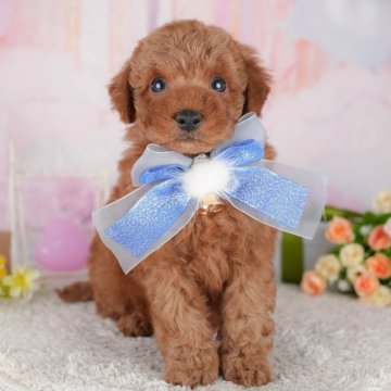 トイプードル(トイ)【千葉県・男の子・2025年4月14日・レッド】の写真「当日見学申し込みOK🐶🌈」