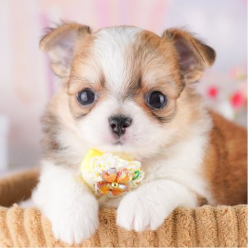 チワワ(ロング)【千葉県・男の子・2025年4月5日・レッド&ホワイト】の写真「🐶総額表示！当日見学申し込みOK 🌈」