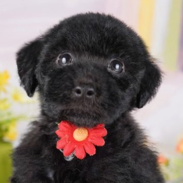 トイプードル(トイ)【千葉県・女の子・2025年3月1日・ブラック】の写真「GWも毎日営業🐶🌸」
