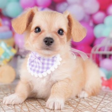 チワックス(チワワ×ダックスフンド)【千葉県・男の子・2025年7月18日・クリーム】の写真「9/23 🐶子犬お世話体験会開催✨」