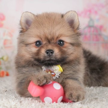 ポメラニアン【千葉県・女の子・2025年4月12日・オレンジセーブル】の写真「当日見学申し込みOK🐶🌈」